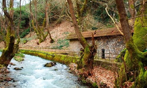 platanodasos-planitero-prionas-600x300